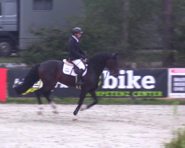 Reitturnier Westergellersen 2024