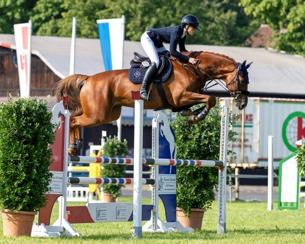 jumper Obihiro (KWPN (Royal Dutch Sporthorse), 2019, from Carambole)