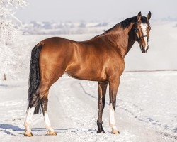 jumper Lucky Luke (KWPN (Royal Dutch Sporthorse), 2016, from El Salvador)