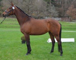 broodmare Cher 44 (Bavarian, 2008, from Rasso Royal)