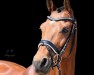 stallion Conteur's Contract (German Warmblood, 2008, from Conteur)