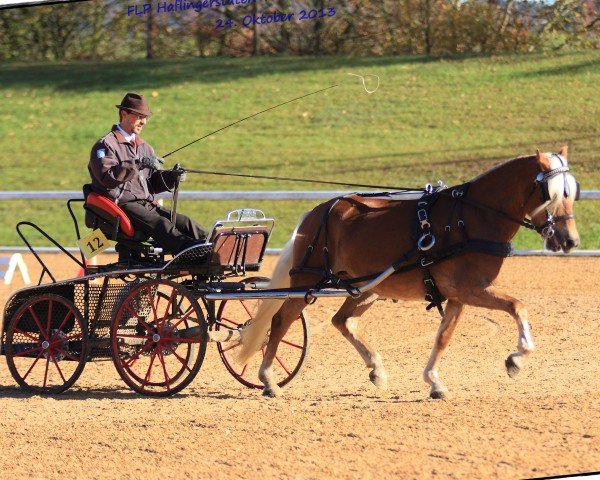 Zuchtstute Meg Ryan SCH (11,52% ox) (Edelbluthaflinger, 2008, von DSP Nakuri (17,19% ox))