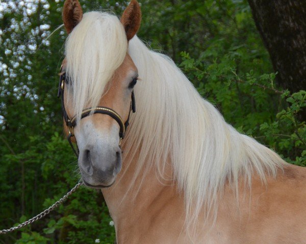 broodmare Malu SCH (Edelbluthaflinger, 2019, from Sancisco (10,35% ox))