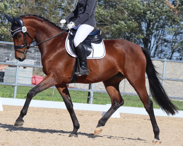 broodmare Comtessa Maglia SCH (German Sport Horse, 2019, from Finest)