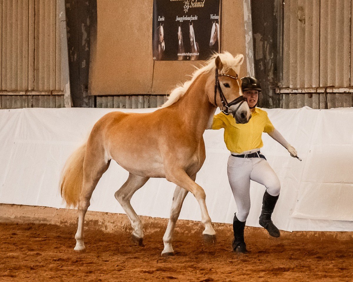 Zuchtstute Madea SCH (5,13% ox) (Edelbluthaflinger, 2020, von Barios (4,39% ox))