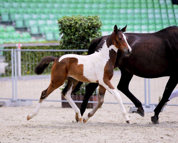 foal by Donna (Little German Riding Horse, 2024, from Othello)