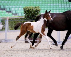 Fohlen Donna (Kleines deutsches Reitpferd, 2024, von Othello)