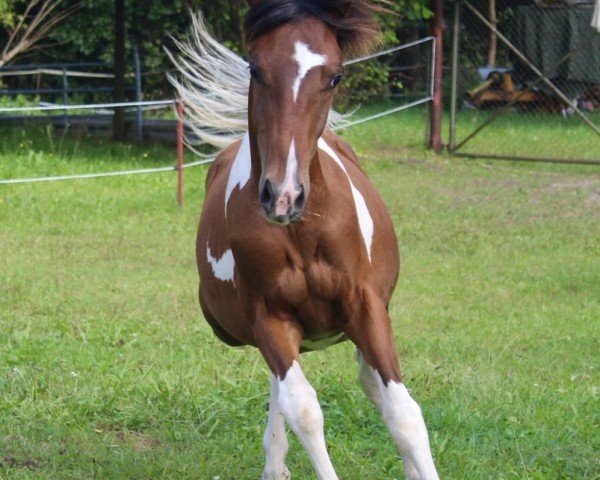 horse Element of Color (German Riding Pony, 2023, from El Sharin)