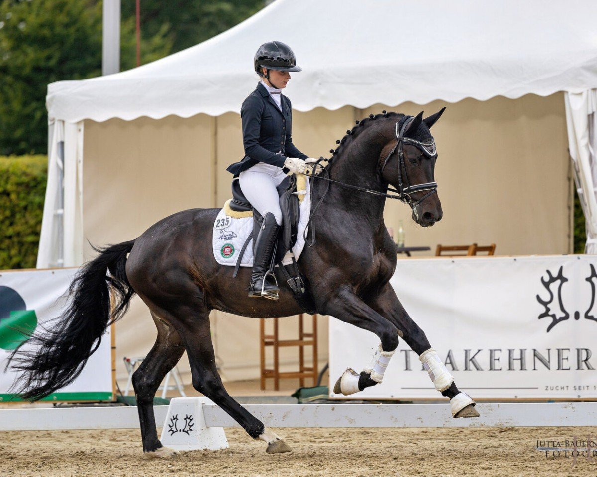 stallion Monsieur Perpignan (Trakehner, 2021, from Perpignan Noir)