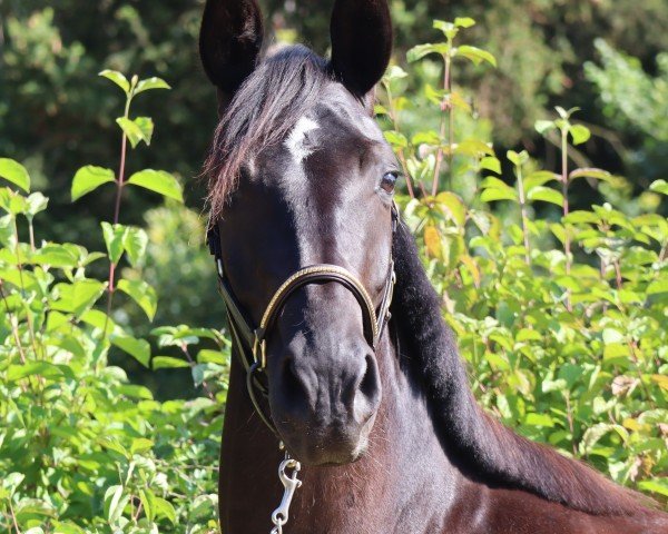 dressage horse Chiara della Luna SCH (German Sport Horse, 2021, from Bon Coeur)