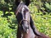 dressage horse Chiara della Luna SCH (German Sport Horse, 2021, from Bon Coeur)