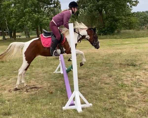 dressage horse Firefly (German Riding Pony, 2021, from Der Kleine Donnerhall W)