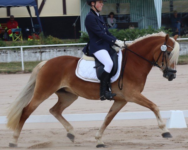 broodmare Mona-Lisa SCH (6,15% ox) (Edelbluthaflinger, 2012, from No Limit (4,69% ox))