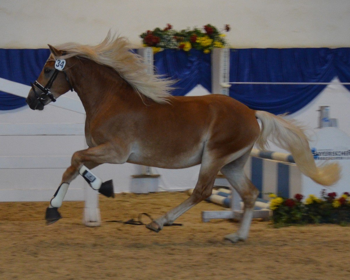 Dressurpferd Sternkönig SCH (6,19% ox) (Edelbluthaflinger, 2015, von Sternprinz (4,76% ox))