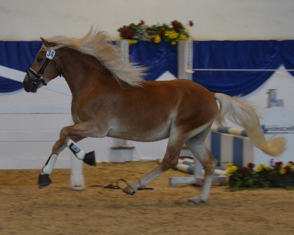 dressage horse Sternkönig SCH (6,19% ox) (Edelbluthaflinger, 2015, from Sternprinz (4,76% ox))