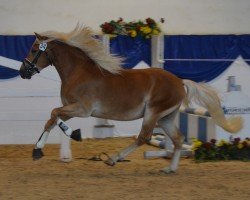 dressage horse Sternkönig SCH (6,19% ox) (Edelbluthaflinger, 2015, from Sternprinz (4,76% ox))