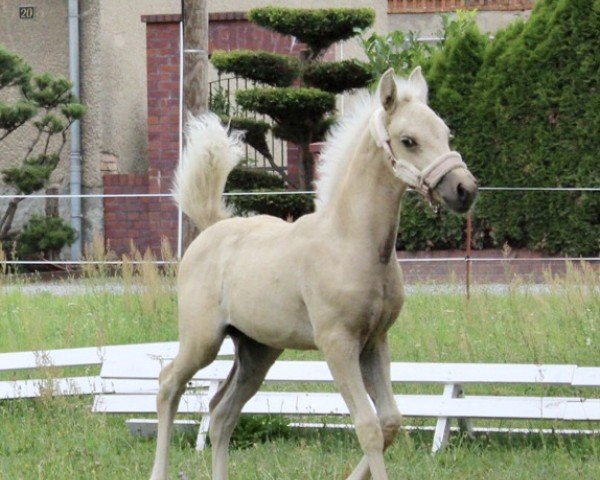 Springpferd Mabella (Deutsches Reitpony, 2023, von Expecto Patronum 3)