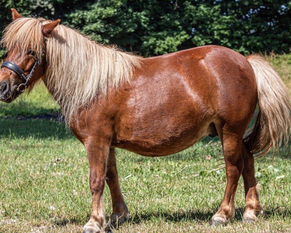 broodmare Perle (Dt.Part-bred Shetland pony, 2019, from Gustav)