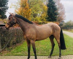 broodmare Comme Di Cima Z (Zangersheide riding horse, 2012, from Comme d'Api van de Hacienda Z)