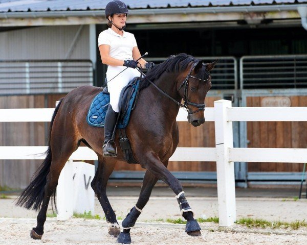 dressage horse Happiness 51 (German Sport Horse, 2019, from Hotline)