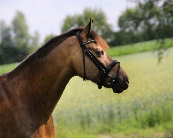 stallion His Dream CL (German Riding Pony, 2010, from Highway N)