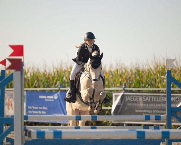 jumper Wasteins Dünenzauber (German Riding Pony, 2018, from Darubi Gold)