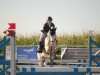 jumper Wasteins Dünenzauber (German Riding Pony, 2018, from Darubi Gold)