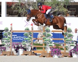 jumper Chelsea Z (Belgian Warmblood, 2013, from Chellano Alpha Z)