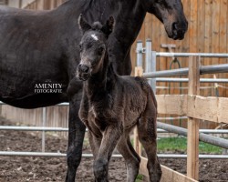 jumper Walk of Fame Hollywood (German Sport Horse, 2023, from Corallino)