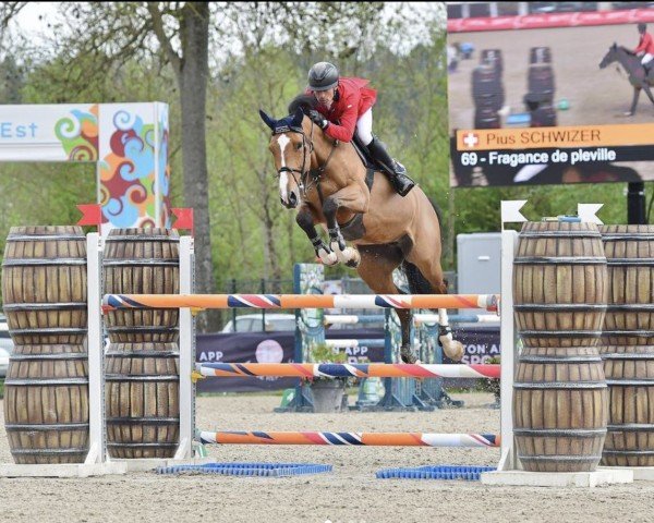 Springpferd Fragance de Pleville (Selle Français, 2015, von Casall)