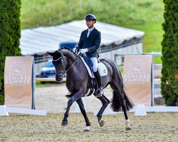 dressage horse Quality Delight (Oldenburg, 2017, from Quantensprung 3)