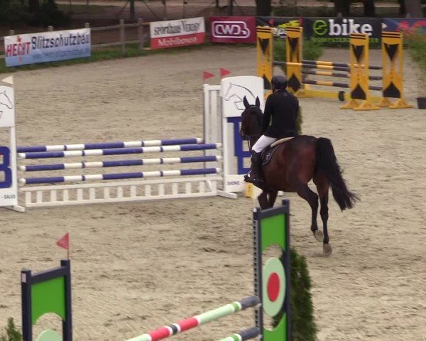 Reitturnier Westergellersen 2024