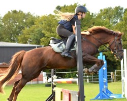 Springpferd Ferings Wikinger (Welsh Pony (Sek.B), 2012, von Wibi van Solwerd)