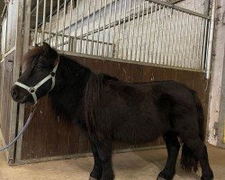 dressage horse Silvana uit den berg (Shetland Pony, 2002)