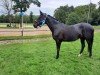 dressage horse Dalia Nera (Hanoverian, 2014, from Danciano)