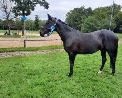 dressage horse Dalia Nera (Hanoverian, 2014, from Danciano)