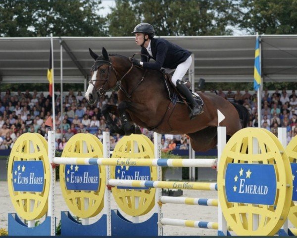 jumper Rozelien Dwerse Hagen (Belgian Warmblood, 2017, from Nixon van 't Meulenhof)