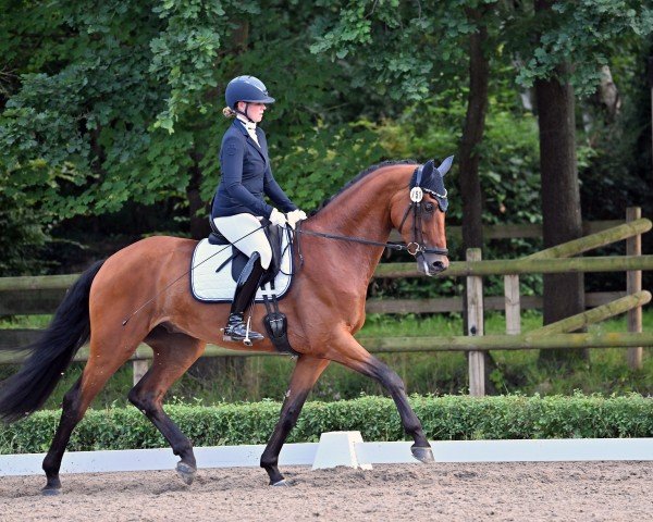 dressage horse Thomson Val Kilmer (Oldenburg, 2020, from Valverde NRW)