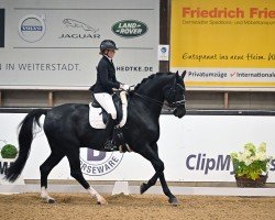 dressage horse Dottore W (Hanoverian, 2015, from De Niro)