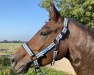 Springpferd Cea HWK (Arabisches Halbblut / Partbred, 2020, von Seven seas of love)