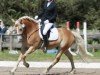 dressage horse Nando 583 (Edelbluthaflinger, 2019)