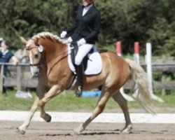 dressage horse Nando 583 (Edelbluthaflinger, 2019)