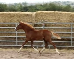 foal by Fleur THC (German Sport Horse, 2024, from Farbenspiel)