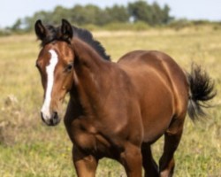 foal by Franklin THC (German Sport Horse, 2024, from Flint)