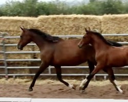 broodmare Just Dance (German Sport Horse, 2012, from Landrover)