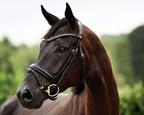 broodmare Stina (Westphalian, 2014, from Surprice)