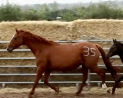 broodmare Farina THC (Hanoverian,  , from Formidabel)