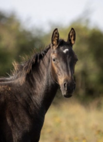 foal by Ferro THC (German Sport Horse, 2024, from Flint)