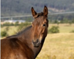 foal by Falko THC (German Sport Horse, 2024, from Flint)