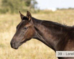 foal by Lorelei THC (German Sport Horse, 2024, from Flint)